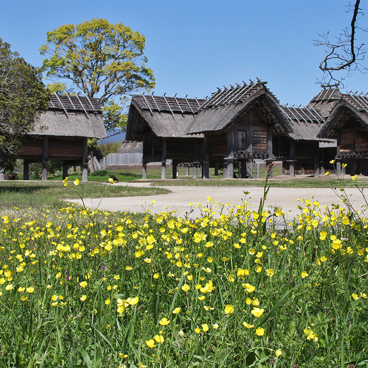 黄色く小さな野草ウマノアシガタが咲き、背後に高床倉庫が建ち並ぶ